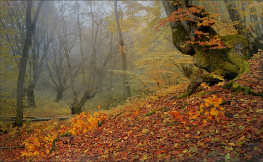 1255375 (a): :1920x1180